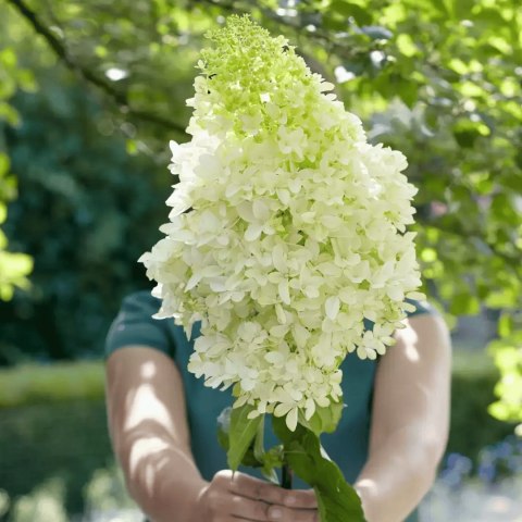 Hydrangea paniculata Hortensja bukietowa 'Skyfall' PBR P12 40-60CM