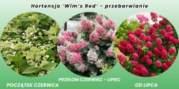 Hydrangea paniculata Hortensja bukietowa 'Wim's Red' P12