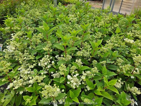 Hydrangea paniculata Hortensja bukietowa 'Wim's Red' P12