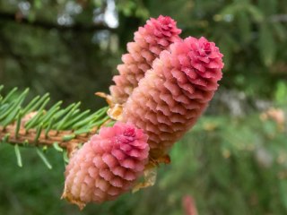 Jodła szlachetna (Abies procera) 'Glauca' C5/P23 30-40 CM