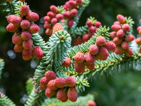 Jodła szlachetna (Abies procera) 'Glauca' C5/P23 30-40 CM