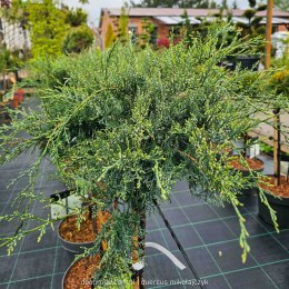 Juniperus virg. 'Grey Owl' 40 CM STEM C5/P23 SZCZEPIONY