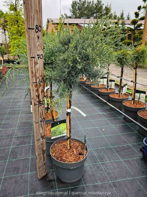 Juniperus virg. 'Grey Owl' 40 CM STEM C5/P23 SZCZEPIONY