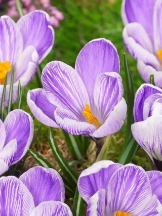 KROKUS PASKOWANY KING OF THE STRIPED BIAŁO FIOLETOWY KWITNĄCY CO ROK 100SZT