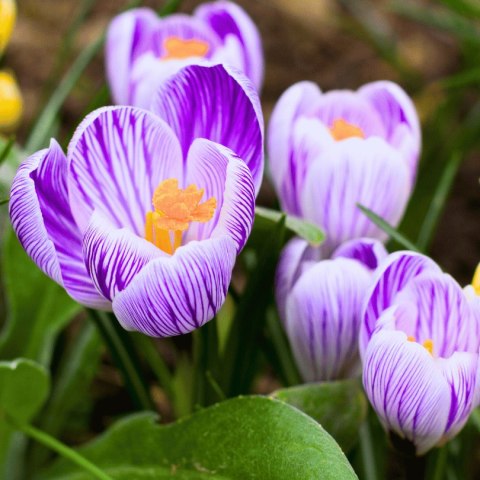 KROKUS PASKOWANY KING OF THE STRIPED BIAŁO FIOLETOWY WIELOKWIATOWY 20SZT XL