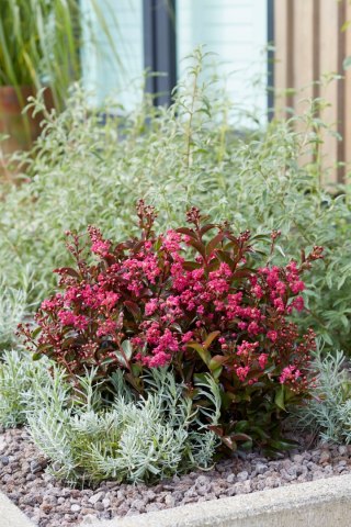 Lagerstroemia indica Lagerstremia Indyjska 'Berry Dazzle' PBR P9 20CM