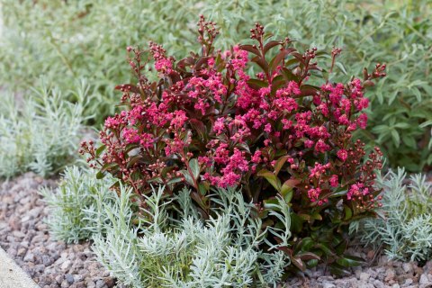 Lagerstroemia indica Lagerstremia Indyjska 'Berry Dazzle' PBR P9 20CM