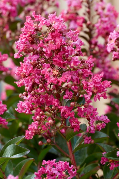 Lagerstroemia indica Lagerstremia Indyjska 'Berry Dazzle' PBR P9 20CM