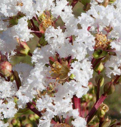 Lagerstroemia indica Lagerstremia Indyjska 'Virgin'® P9 20CM