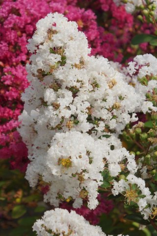 Lagerstroemia indica Lagerstremia Indyjska 'Virgin'® P9 20CM