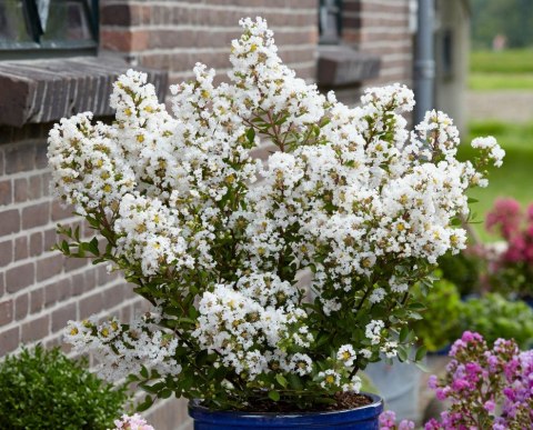 Lagerstroemia indica Lagerstremia Indyjska 'Virgin'® P9 20CM