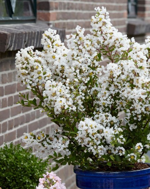 Lagerstroemia indica Lagerstremia Indyjska 'Virgin'® P9 20CM