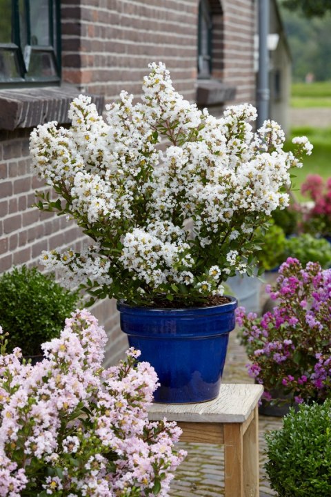 Lagerstroemia indica Lagerstremia Indyjska 'Virgin'® P9 20CM