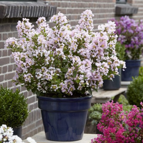 Lagerstroemia indica Lagerstremia Indyjska 'With Love Babe' ('Milaperl 'PBR) EU 47222® PBR P9 20CM