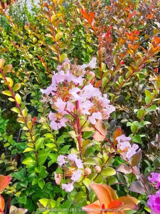 Lagerstroemia indica Lagerstremia Indyjska 'With Love Babe' ('Milaperl 'PBR) EU 47222® PBR P9 20CM