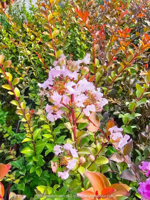 Lagerstroemia indica Lagerstremia Indyjska 'With Love Babe' ('Milaperl 'PBR) EU 47222® PBR P9 20CM