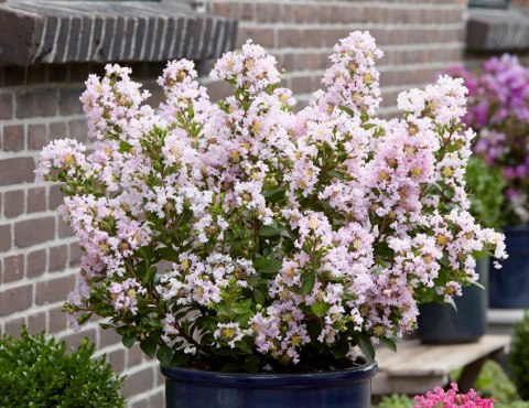 Lagerstroemia indica Lagerstremia Indyjska 'With Love Babe' ('Milaperl 'PBR) EU 47222® PBR P9 20CM