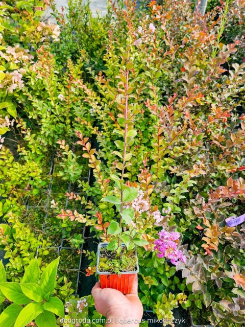 Lagerstroemia indica Lagerstremia Indyjska 'With Love Babe' ('Milaperl 'PBR) EU 47222® PBR P9 20CM