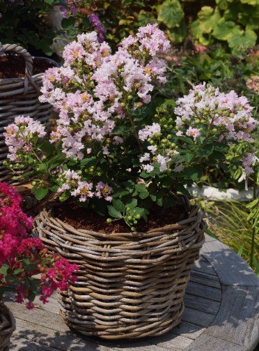 Lagerstroemia indica Lagerstremia Indyjska 'With Love Babe' ('Milaperl 'PBR) EU 47222® PBR P9 20CM