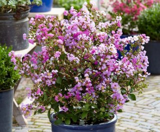 Lagerstroemia indica Lagerstremia Indyjska 'With Love Eternal'® PBR P9 20CM