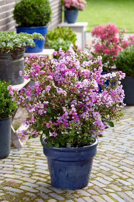 Lagerstroemia indica Lagerstremia Indyjska 'With Love Eternal'® PBR P9 20CM