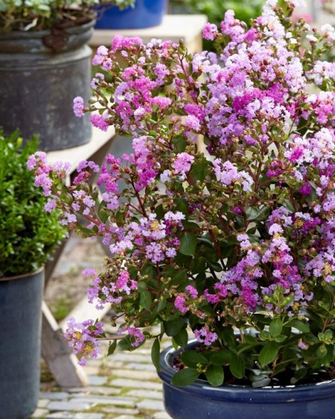 Lagerstroemia indica Lagerstremia Indyjska 'With Love Eternal'® PBR P9 20CM