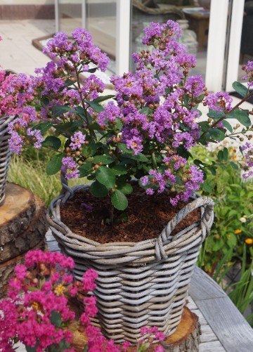 Lagerstroemia indica Lagerstremia Indyjska 'With Love Eternal'® PBR P9 20CM