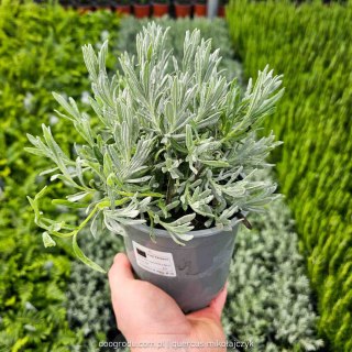 Lavandula Angustifolia Lawenda wąskolistna 20CM C1,5/P14