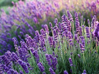 Lavandula Angustifolia Lawenda wąskolistna 20CM C1,5/P14