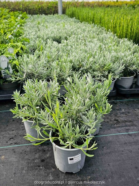 Lavandula Angustifolia Lawenda wąskolistna 20CM C1,5/P14