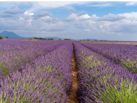 Lavandula Angustifolia Lawenda wąskolistna 20CM C1,5/P14