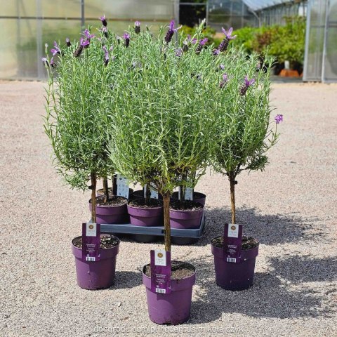 Lawenda francuska na pniu 'Anouk' Lavandula stoechas 60CM