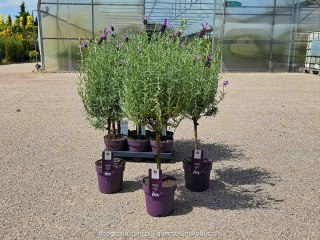 Lawenda francuska na pniu 'Anouk' Lavandula stoechas 60CM