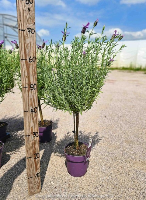 Lawenda francuska na pniu 'Anouk' Lavandula stoechas 60CM