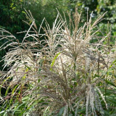 Miskant chiński Miscanthus sinensis 'Cute One' PBR 20-40CM C2