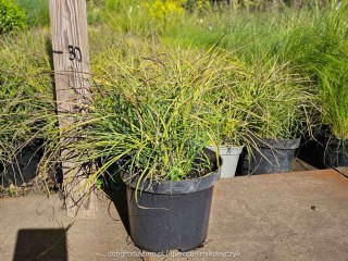 Miskant chiński Miscanthus sinensis 'Cute One' PBR 20-40CM C2