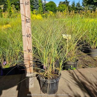 Miskant chiński Miscanthus sinensis 'Yakushima Dwarf' 20-40CM C2