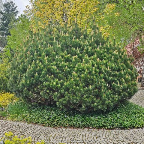 SOSNA GÓRSKA KOSODRZEWINA C1 PINUS MUGO PIĘKNA DUŻA