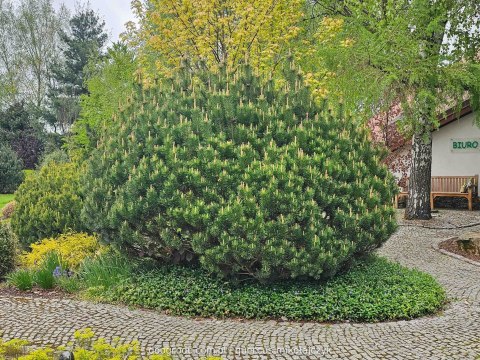 SOSNA GÓRSKA KOSODRZEWINA C1 PINUS MUGO PIĘKNA DUŻA