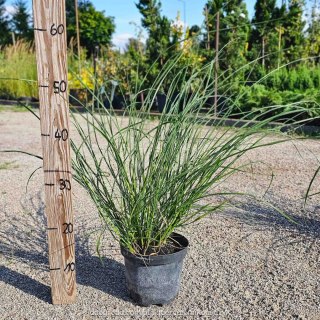 Rozplenica japońska Pennisetum aalopecuroides 'Herbstzauber' C2 60-80CM