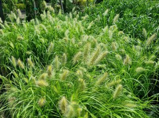 Rozplenica japońska Pennisetum aalopecuroides 'Herbstzauber' C2 60-80CM