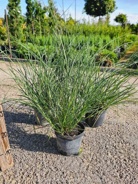 Rozplenica japońska Pennisetum aalopecuroides 'Herbstzauber' C2 60-80CM