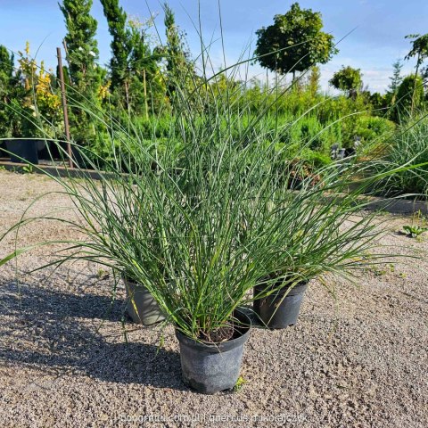 Rozplenica japońska Pennisetum aalopecuroides 'Herbstzauber' C2 60-80CM