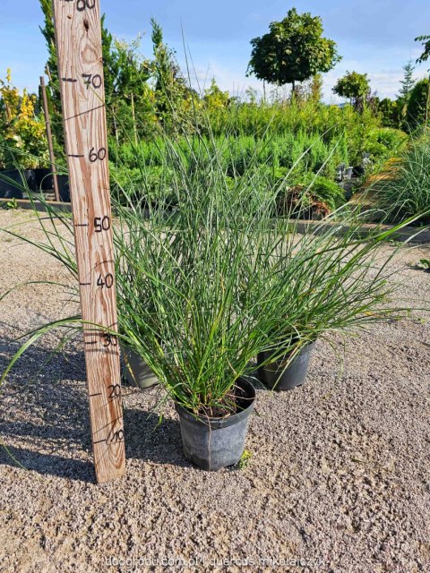 Rozplenica japońska Pennisetum aalopecuroides 'Herbstzauber' C2 60-80CM