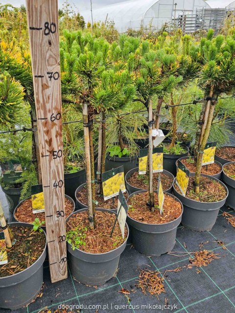 Sosna kosodrzewina (Pinus mugo) 'Carsten's Winter Gold' 40 CM STEM C5/P23 SZCZEPIONA