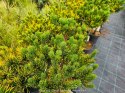 Sosna kosodrzewina (Pinus mugo) 'Carsten's Winter Gold' 40 CM STEM C5/P23 SZCZEPIONA