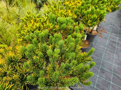 Sosna kosodrzewina (Pinus mugo) 'Carsten's Winter Gold' 40 CM STEM C5/P23 SZCZEPIONA