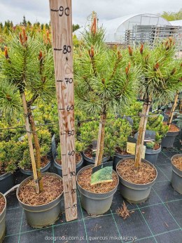 Sosna kosodrzewina (Pinus mugo) 'Varella' 40 CM STEM C5/P23 SZCZEPIONA