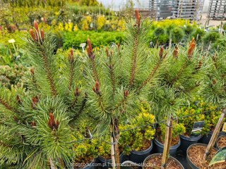 Sosna kosodrzewina (Pinus mugo) 'Varella' 40 CM STEM C5/P23 SZCZEPIONA