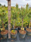 Sosna kosodrzewina (Pinus mugo) 'Varella' 40 CM STEM C5/P23 SZCZEPIONA